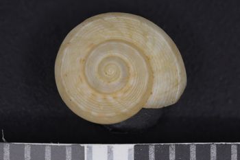 Media type: image;   Malacology 89661 Description: Image of dry shell. Photographed for a researcher request.;  Aspect: API